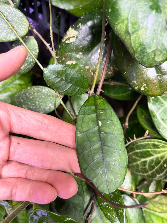 Hoya AH021 - fresh cut - 1 node Unrooted