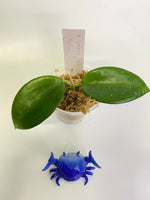 Hoya hanhiae light pink - has some roots