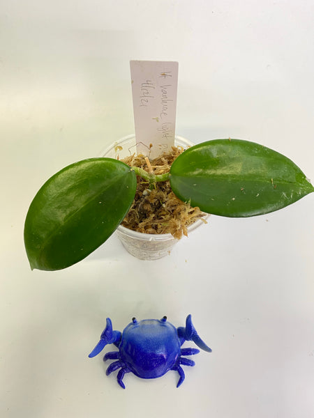Hoya hanhiae light pink - has some roots