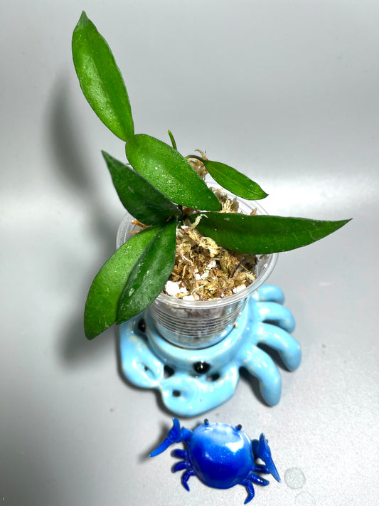 Hoya lacunosa long leaf - Malaysia - Unrooted