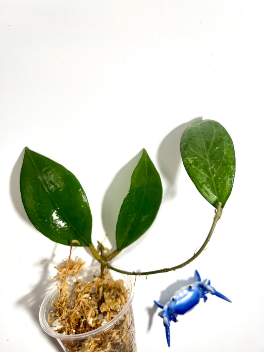 Hoya erythrostemma - big pink - Unrooted