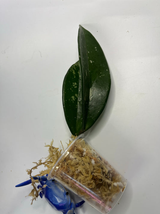 Hoya AH-074 - Unrooted