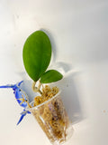 Hoya nathalie (erythrostemma x Joy) - unrooted