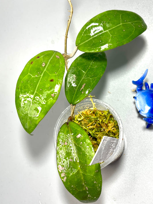 Hoya ut002 / ut-002 - has some roots