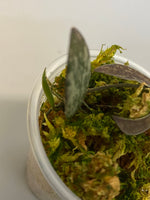 Hoya sigillatis - active growth