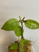 Hoya lacunosa EPC giant leaf - active growth