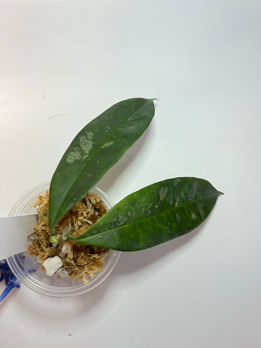 Hoya mappigera pink - unrooted