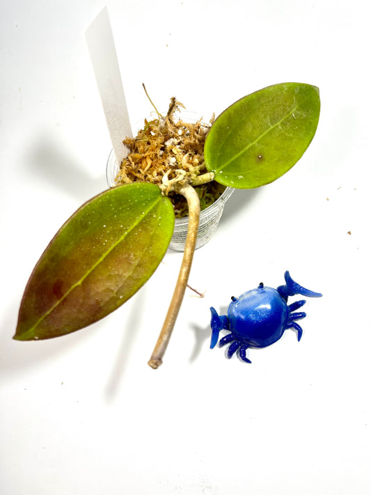 Hoya cinnamomifolia x unknown hybrid - starting to root