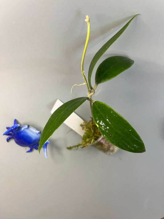 Hoya Ah-001 - has some roots