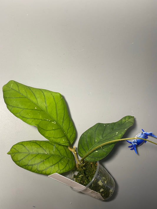 Hoya meredithii - has some roots