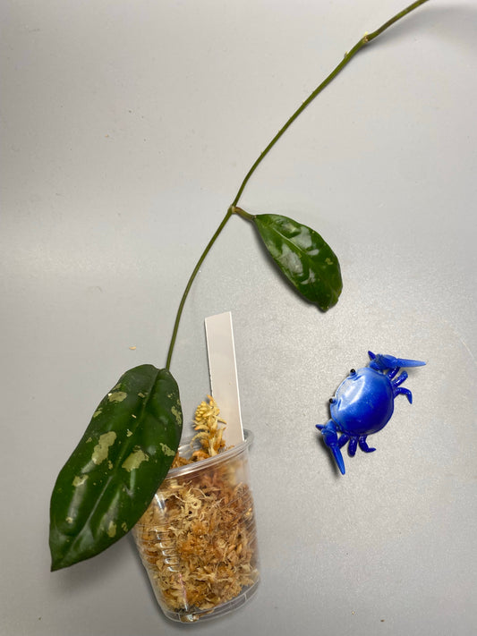 Hoya leoensis (viola x fuscomarginata) - Unrooted