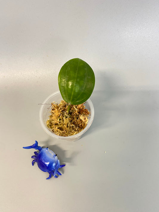 Hoya Latifolia - unrooted