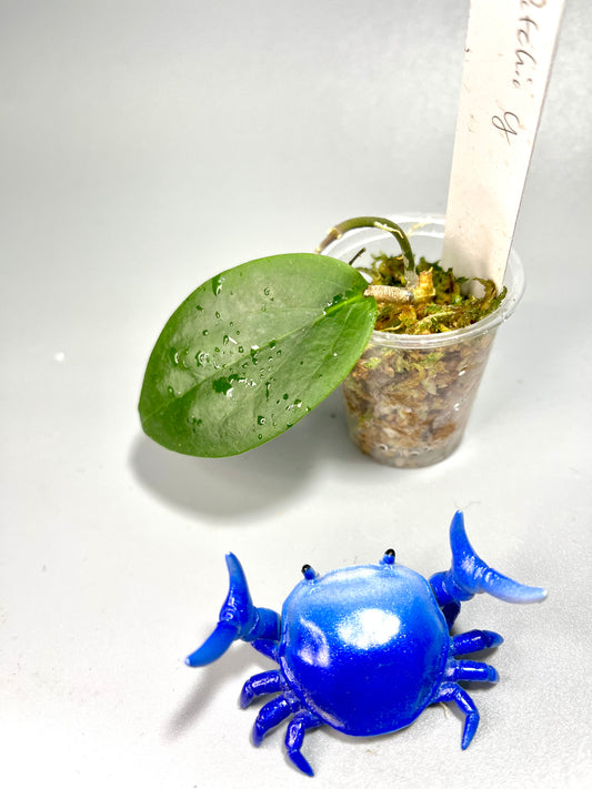 Free addon - Hoya fitchii yellow - has some roots