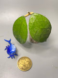 Hoya kalimantan hard leaves - Unrooted