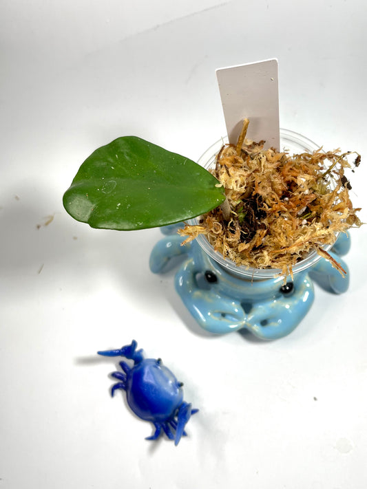 Hoya joel - has some roots