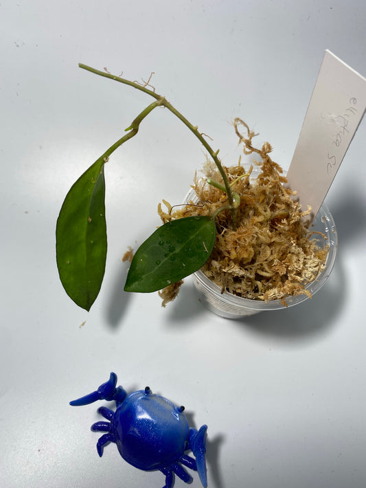 Hoya elliptica small leaf - Unrooted
