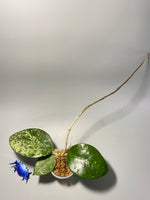 Hoya parasitica splash - starting to root