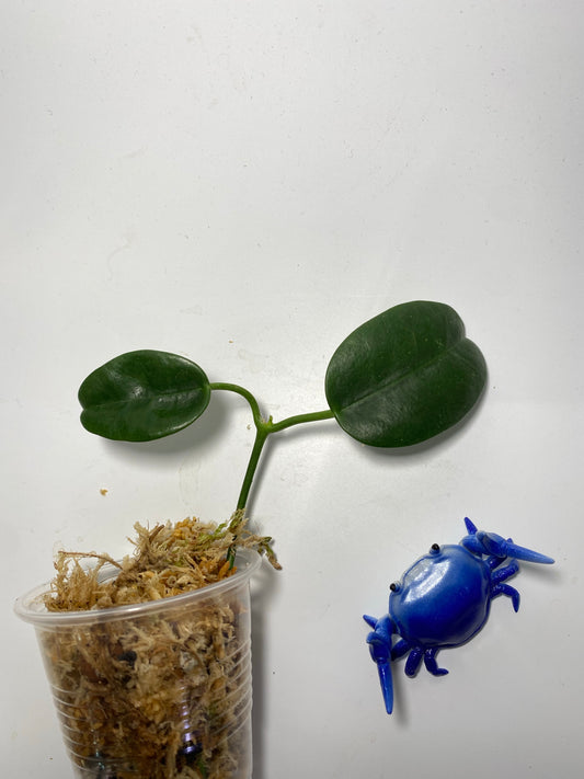 Hoya png yellow - unrooted