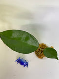 Hoya patcharawalai / Icensis - Unrooted