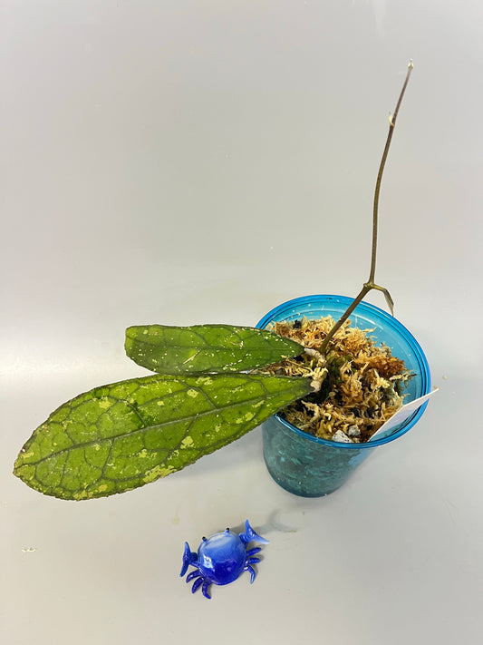 Hoya clemensorium - active growth