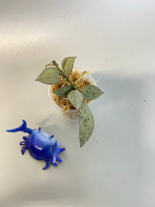 Hoya super silver krohniana (eskimo) - just starting to root