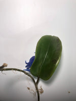 Hoya surigaoensis - has large leaves