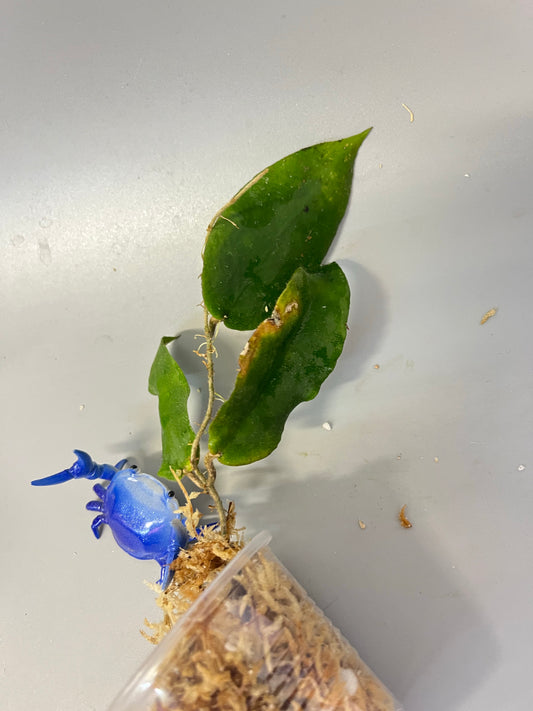 Hoya caudata big green leaf - unrooted