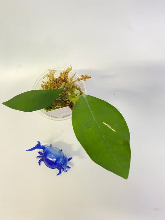 Hoya elliptica Philippines - active growth