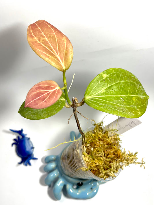 Hoya Hellwigiana - active growth