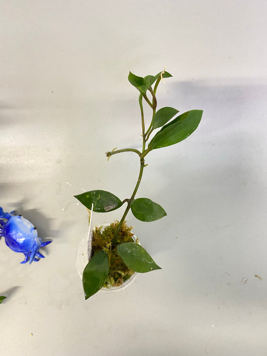 Hoya sipitangensis - active growth