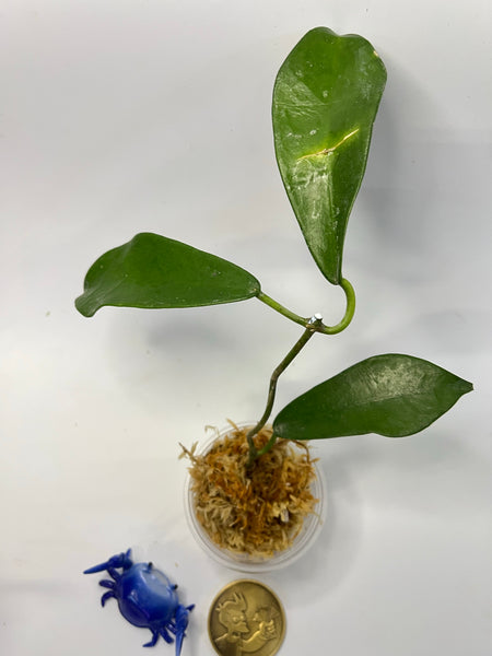 Hoya rostellata - 2 nodes - Unrooted
