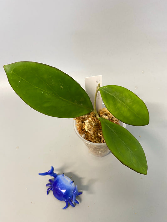 Hoya MB 1497 - (erythrina x MB 1141) - has roots