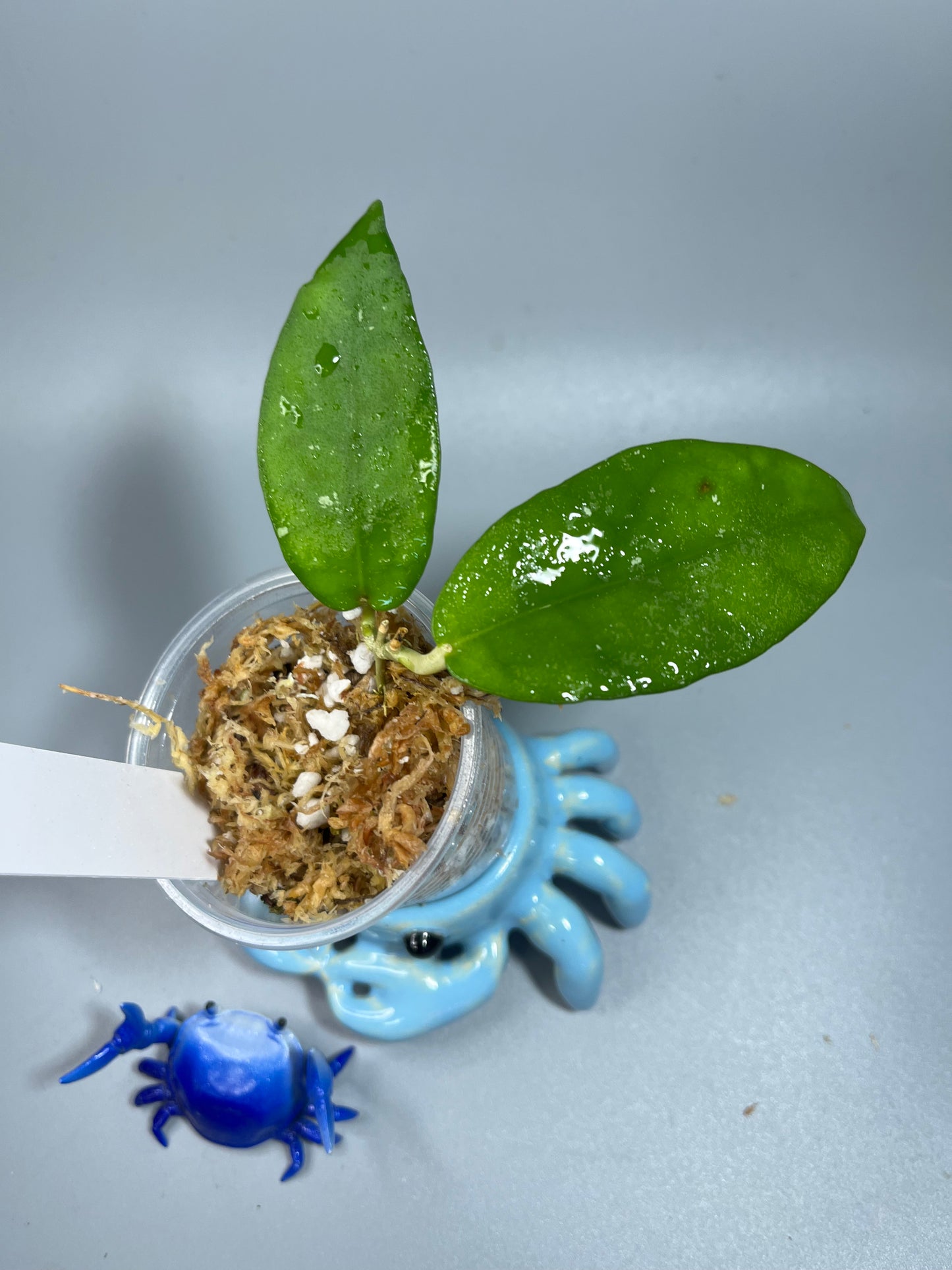 Hoya caudata hooker - Unrooted