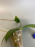 Hoya erythrostemma new , rooted
