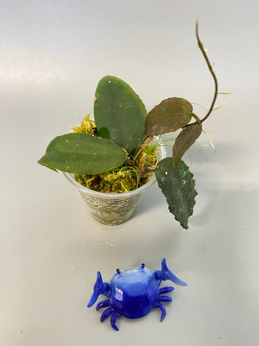 Hoya caudata Sumatra with new growth