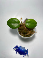 Hoya fitchii x unknown - has some roots
