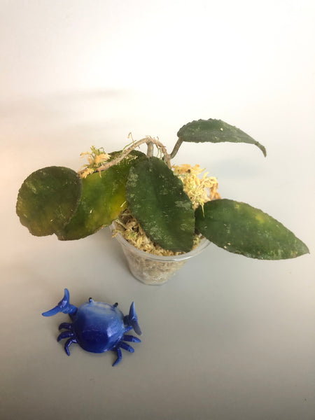 Hoya caudata Sumatra - rooted