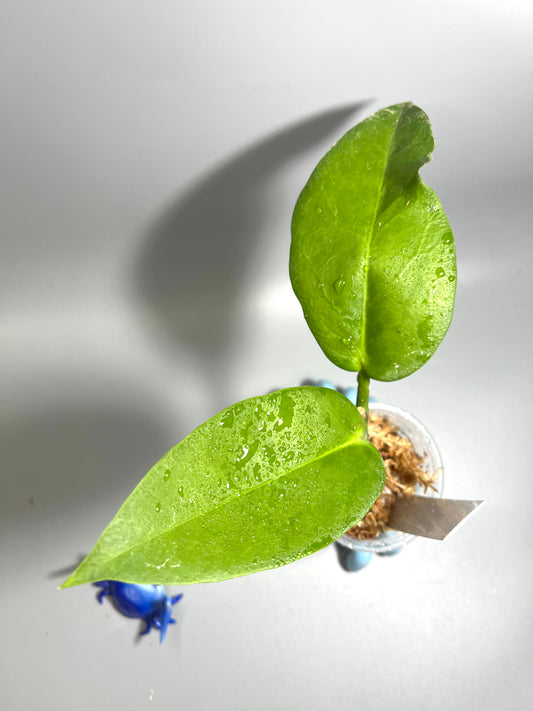 Hoya trigonolobus - has some roots