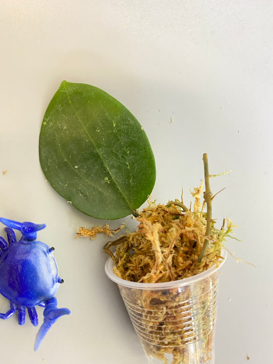 Hoya BP01 - has some roots