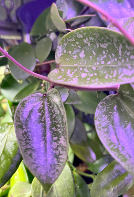 Hoya epc 973 - fresh cut - 1 node - unrooted