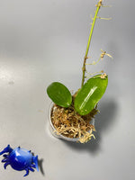 Hoya pottsii - has some roots
