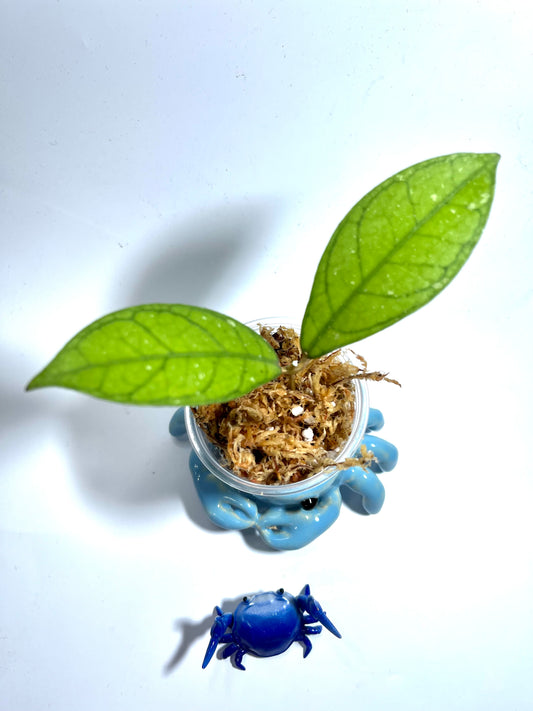 Hoya SS20-01 - Unrooted