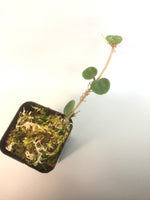 Hoya mathilde with active growth