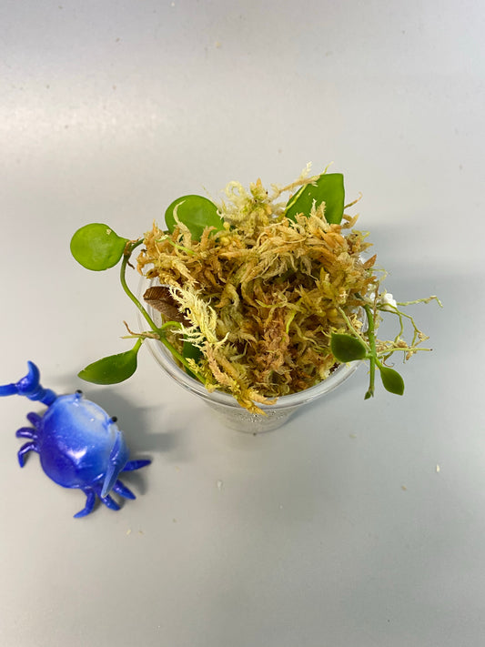 Hoya heuschkeliana yellow - new growth