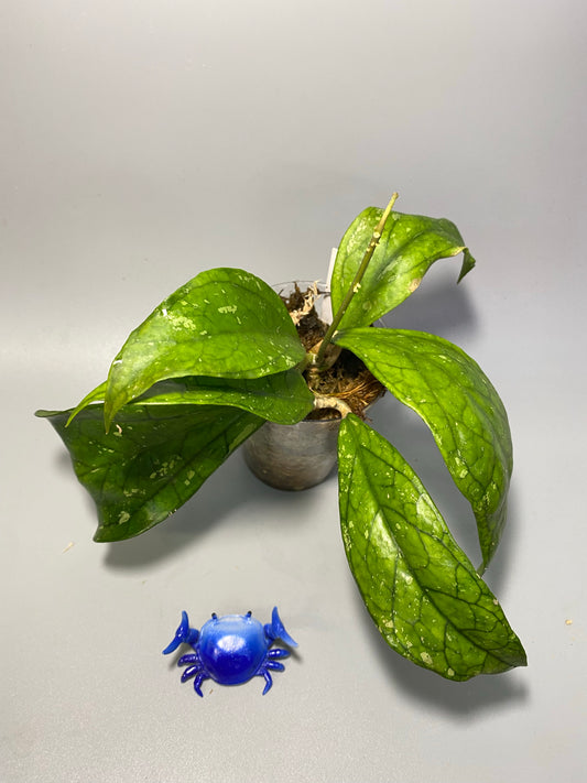 Hoya Germany - has roots