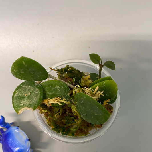 Hoya mathilde with splash and active growth