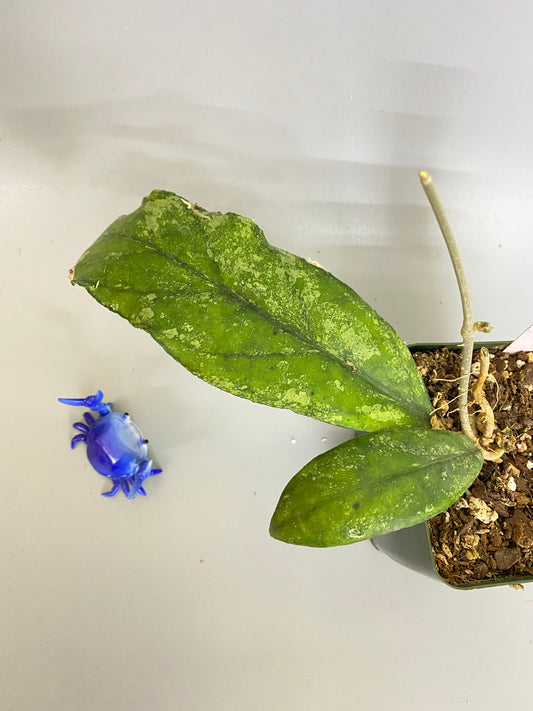 Reserved for Jennifer - Hoya bahoi and deykeae