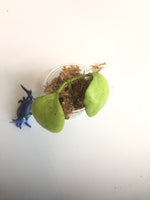 Hoya kastbergii