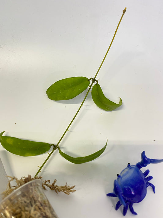 Hoya sp UT011 - has some roots