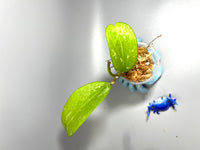 Hoya sp quang tri - Unrooted